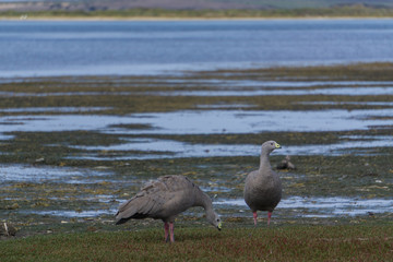 canadian goose on the lake