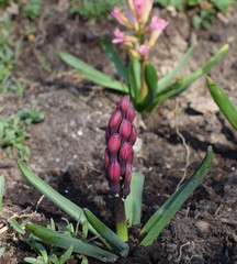 bud of a hyacinth in the garden