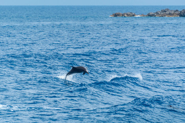 Corfu, Dolphin jumps over the waves in the sea.