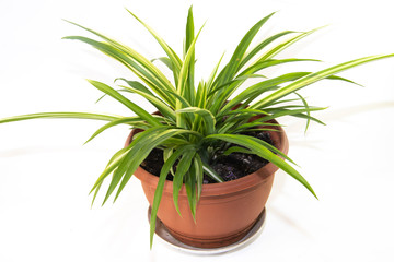 Home flower Chlorophytum isolated on white background. An isolated flower. Home flower.