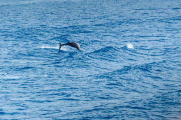 Obraz premium Corfu, Dolphin jumps over the waves in the sea.