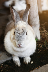 White and gray rabbit sitting on the floor Sunlight in the garden.