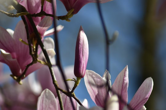 Magnolienbl&uuml;te (Magnolia)