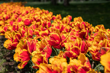 Red yellow tulips in park