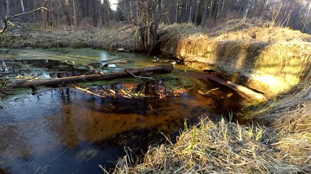 river in the forest