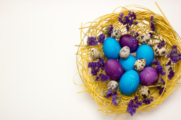 Colored chicken and quail egg in nest with flowers on white background. Easter concept.