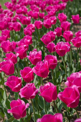 Pink Tulips Flower