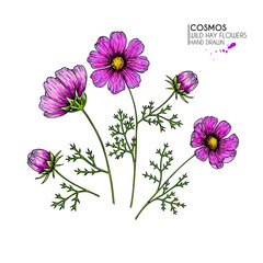 Hand drawn wild hay flowers. Cosmos or cosmea flower. Vintage engraved colored art. Botanical illustration. for cosmetics, medicine, treating, aromatherapy, nursing, package design, field bouquet.