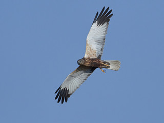 Western marsh harrier (Circus aeruginosus)