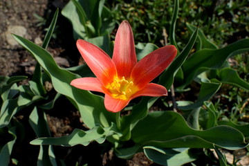 red tulip in the sun