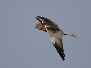Western marsh harrier (Circus aeruginosus)