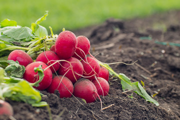 Close up of red radish on the spring fields	