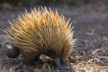 echidna in the forest