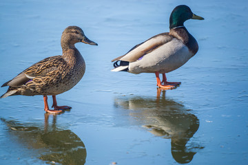 Ducks walk on thin ice on a warm spring day