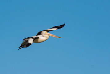 white pelican in flight