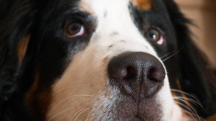 Closeup  Portrait of a Bernard mountain dog