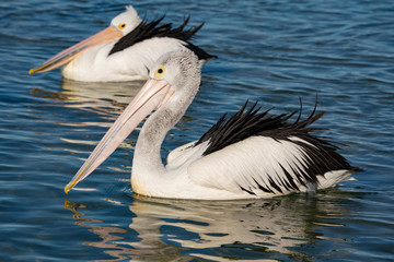 Fototapeta na wymiar pelican in water