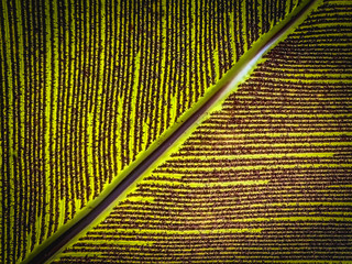 Pattern on banana leaves