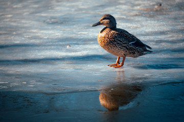 A duck walks on thin ice on a warm spring day.