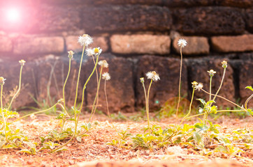 Grass flowers with blurred background