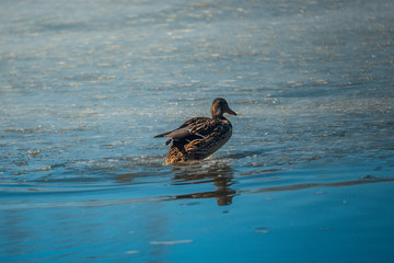 A duck walks on thin ice on a warm spring day.