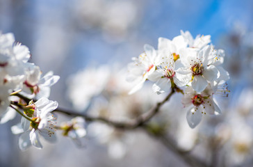Obraz premium Early flowering trees in spring, blooming in the sun