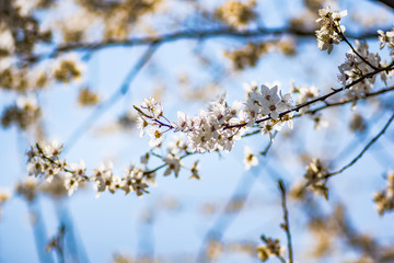 Fototapeta premium Early flowering trees in spring, blooming in the sun