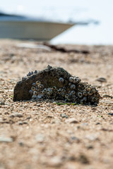 浜辺に落ちていたフジツボの石