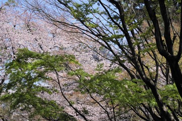 森林の桜