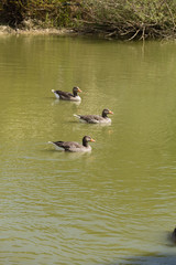 Three ducks swimming-2