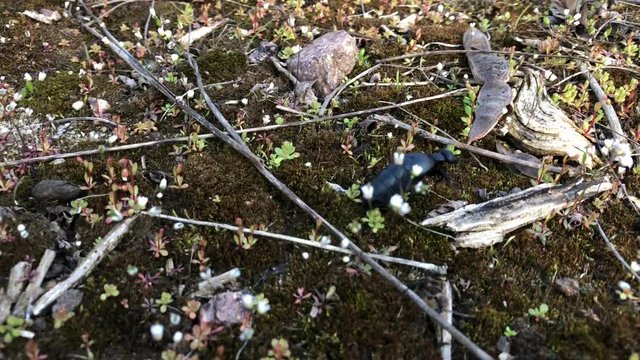 Schwarz blauer &Ouml;lk&auml;fer