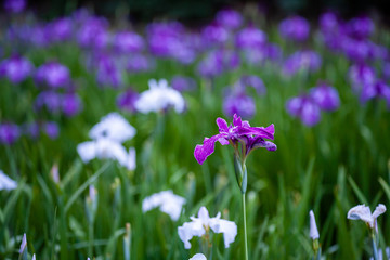 Obraz na płótnie Canvas 紫と白の菖蒲の群生