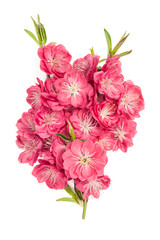 Peach blossom bouquet white background Pink spring flowers