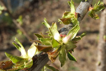 Kirschenblätterknospen