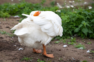 white fat goose full-size closeup view on summer green background