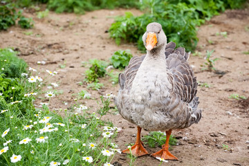 gray fat goose full-size closeup view on summer green background