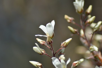 Blühende Felsenbirne (Amelanchier)