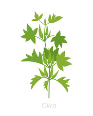 Okra plant. Harvest vegetable. Abelmoschus esculentus. Agriculture cultivated plant. Green leaves. Flat vector color Illustration clipart.