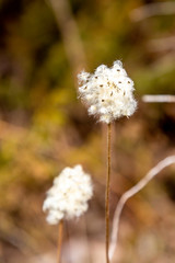 Seed Pod