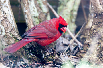 Spring Cardinal