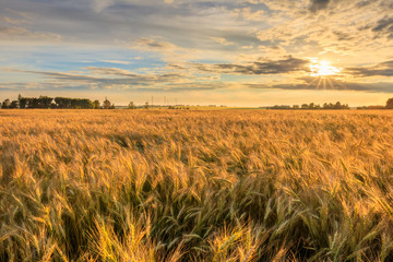 Sunset on the field with young rye.