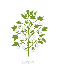 Cotton plant. Vector illustration. Gossypium from which cotton is harvested. On white background.