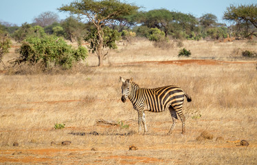 African zebra in Kenya