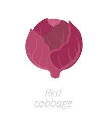 Red cabbage. Purple cabbage, red kraut, or blue kraut. Vector flat Illustration. Purple-leaved varieties of Brassica oleracea.