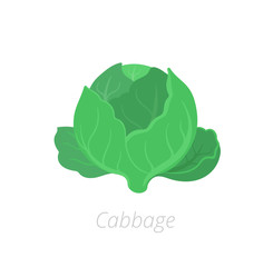 Headed cabbage. Cabbage plants. Harvest green growth. Brassica oleracea. Agriculture cultivated plant. Green leaves. Flat vector color Illustration clipart.