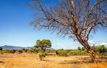 Savannah plains landscape in Kenya