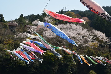 桜と鯉のぼり