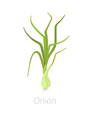 Onion plants. Bulbs harvest growth biology. Allium. Agriculture cultivated plant. Green leaves. Flat color Illustration clipart.