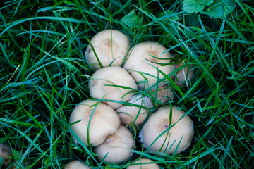Mushrooms in the grass