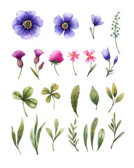 Meadow flowers: bellflower, cirsium, clover and other. Watercolor illustration. Floral elements isolated on white background.